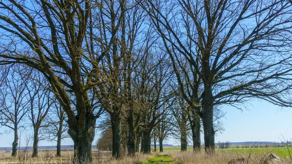 Natursköna Landsbygdslandskap Natur Grön Park Med Sol Ljus Abstrakt Bakgrund — Stockfoto