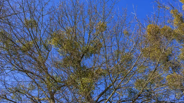 Bolas Amarelas Visco Galhos Árvore Fundo Azul Clássico Conceito Natureza — Fotografia de Stock