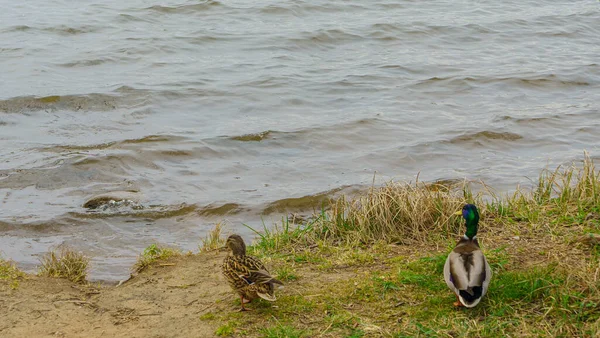 Пара Качок Набережній Пташиної Води Дві Качки Озері — стокове фото