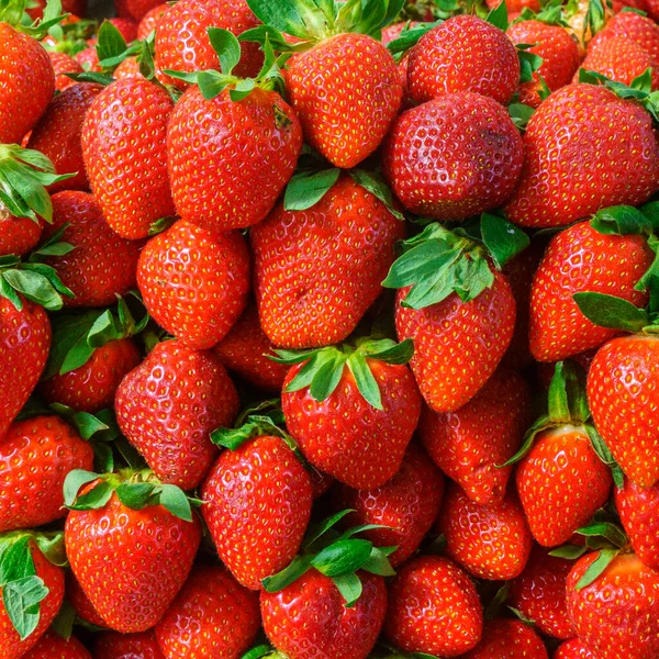 Heap of ripe organic red strawberries at farmers market. Bright vibrant vivid colors. Vitamins superfoods healthy diet. Harvest concept. Vegetarian food.