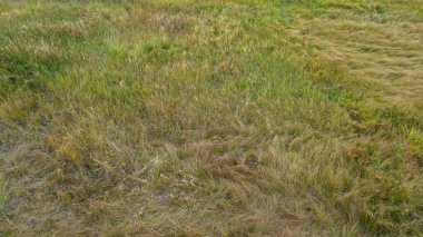 Natural green grass background, fresh lawn top view. Nature background and texture.