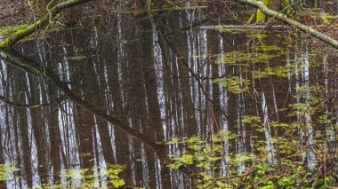 Reflection of the forest in the steam Texture of cold water and wilted grass. Abstract background.