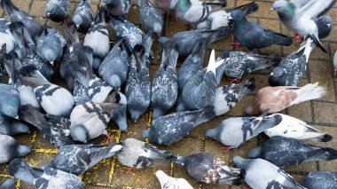 The crowd of pigeons gathered for feeding. Business and finance concept.