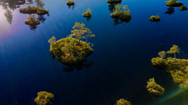 Bataklıkta ağaçlar olan bir ada..