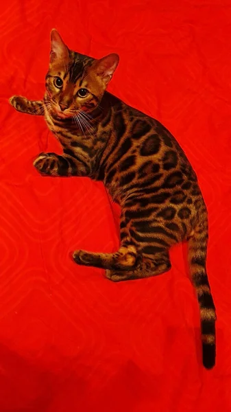 Young Bengal Cat Green Eyes Sitting Dark Background — Stockfoto