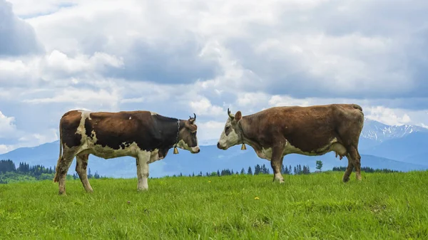 Two Brown Cows Standing Each Other Sky Mountains Background Agriculture — Fotografia de Stock