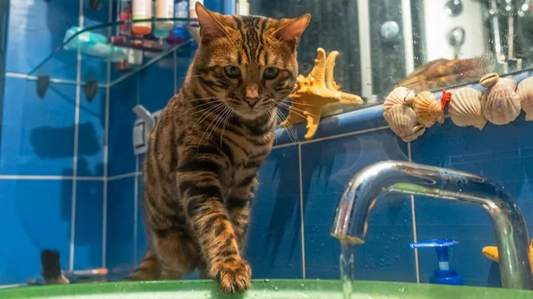 Young Bengal Cat Sitting Next Glass Slink Playing Flowing Water — Stockfoto