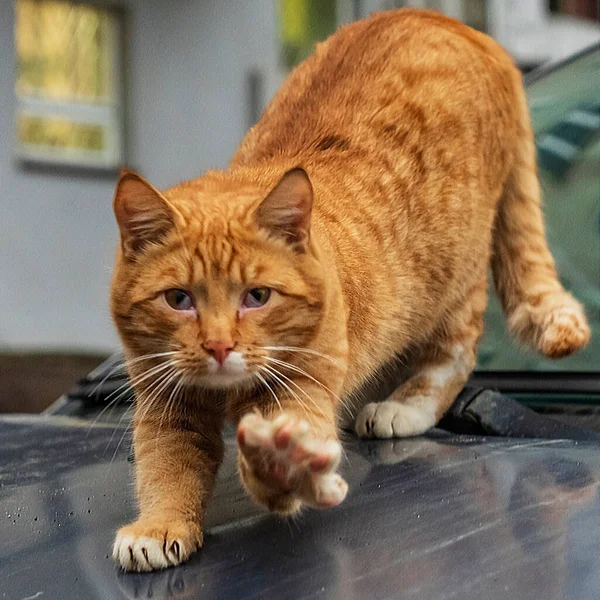 Cute Red Stray Cat Sitting Hood Car Street Animal Homeless — Stockfoto