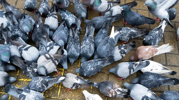 Crowd Pigeons Gathered Feeding Business Finance Concept — Stock Photo, Image