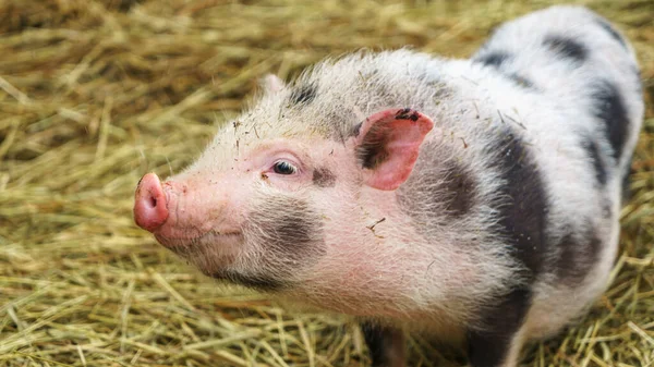 Mini Porco Careca Raça Vietnamita Fundo Feno Conceitos Animais Agrícolas — Fotografia de Stock