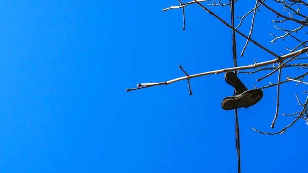 Ηλεκτρικό Καλώδιο Αθλητικά Παπούτσια Και Κλαδιά Δέντρων Κλασικό Μπλε Φόντο — Φωτογραφία Αρχείου