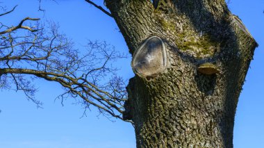 The trunk of the old oak. Classic blue sky background. Nature and travel concept. Space for text.
