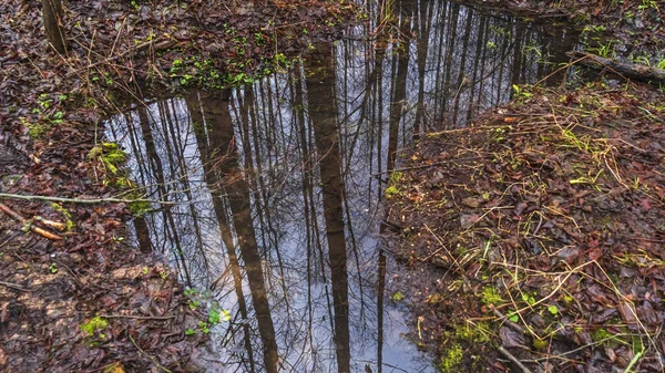 Reflection Sky Forest Steam Texture Cold Water Wilted Grass Abstract — 스톡 사진