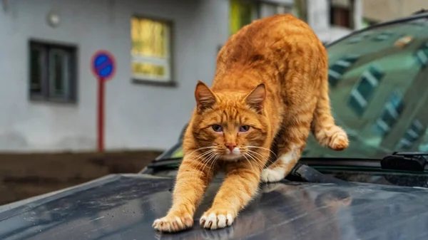 Cute red stray cat sitting on the hood of the car on the street. Animal and homeless concept.