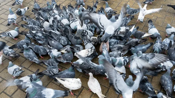 Crowd Pigeons Gathered Feeding Business Finance Concept — Stock Photo, Image