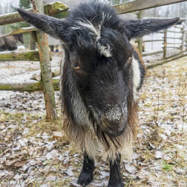 Emotional Portrait Horned Goat Farm Animals Village Concept — Fotografia de Stock