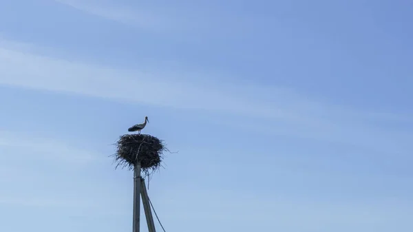 Stork Nest Classic Blue Sky Background Rustic Concept — Foto de Stock