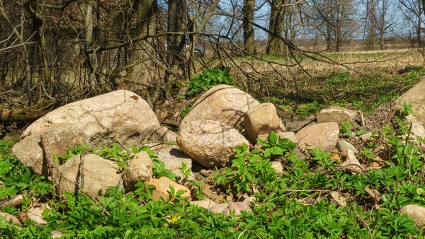 Many Stones Lie Green Grass Tree Design Background — 스톡 사진