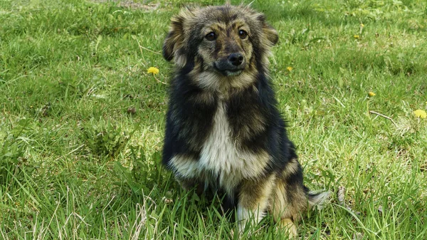 Vrolijke Actieve Hond Buiten Het Gras Een Zonnige Zomerdag Huisdierconcept — Stockfoto