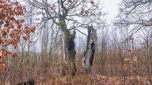 Old Tree Trunk Struck Lightning Nature Background — Fotografia de Stock