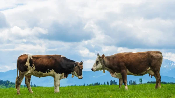 Two Brown Cows Standing Each Other Sky Mountains Background Agriculture — Fotografia de Stock