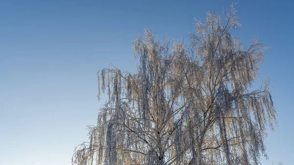 雪と日当たりの良い冬の日に白樺の木 雪の銀の白樺 白樺の木 道路と冬の風景 自然概念 — ストック写真