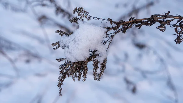 Winterlandschaft Äste Von Bäumen Und Sträuchern Schnee Winter Natur Hintergrund — Stockfoto