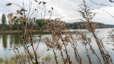 Sakin gölün kıyısındaki kuru çimenler bulutlu havada ormanla çevrilidir. Soyut doğal arkaplan. Bataklık kuru çimenler rüzgarda savruluyor bulutlu havada sakin gölün kıyısında ormanla çevrili.