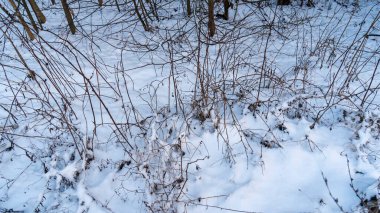 Kış manzarası. Karda ağaçların ve çalıların dalları. Kış doğası geçmişi. Tasarım için resim. Metin için boşluk.