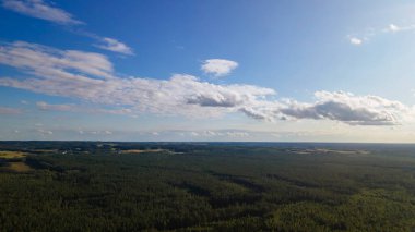 Yüksekten çam ormanı. Uçağı yemyeşil bir çam ormanının üzerinde..