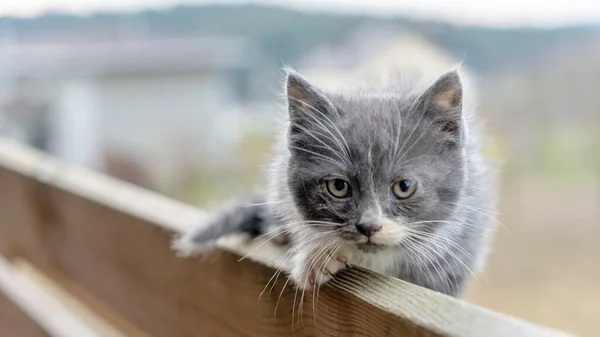 Kitty Kerítésen Fekszik Közelkép Egy Szürke Macskáról Aki Egy Magas — Stock Fotó