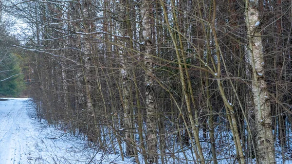 Birken Einem Verschneiten Und Sonnigen Wintertag Schneebedeckte Silberbirke Winterlandschaft Mit — Stockfoto