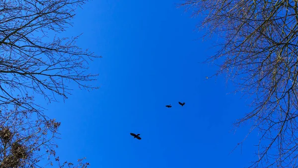 Colonia Păsărilor Jackdaw Europene Colonie Jackdaw Cuibăresc Sus Copaci Goi — Fotografie, imagine de stoc