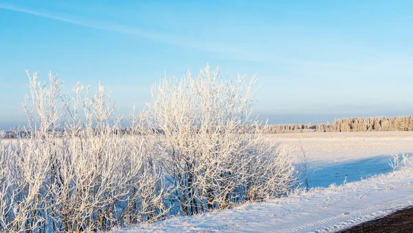 Vinterlandskap Filialer Träd Och Buskar Snön Vinter Natur Bakgrund Bild — Stockfoto