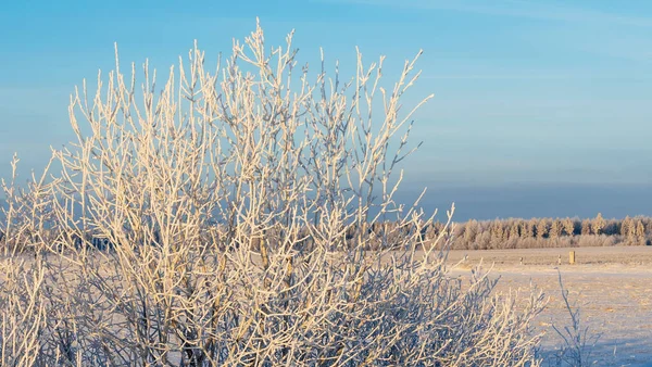 Zimowy Krajobraz Gałęzie Drzew Krzewów Śniegu Zimowe Tło Natury Obraz — Zdjęcie stockowe