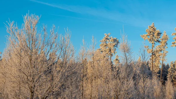 Vinterlandskap Filialer Träd Och Buskar Snön Vinter Natur Bakgrund Bild — Stockfoto