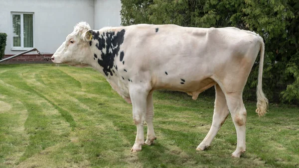 Tribal Bull on the farm. The white bull is a producer of the Holstein breed in the exhibition stand. Farm business concept.