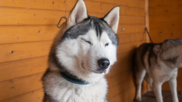 Husky Siberiano Mantido Aviário Cão Olha Para Câmara Conceito Animal — Fotografia de Stock