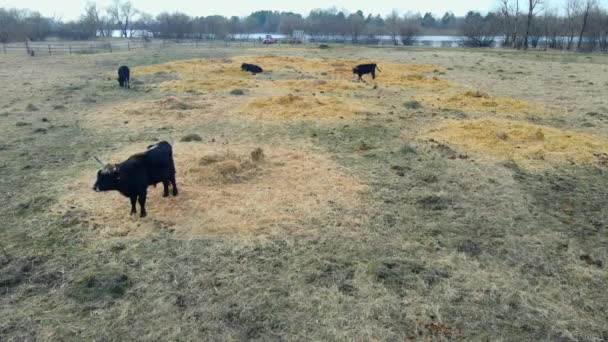 Wild Cows Naked Pasture Spring Cows Graze Wild Pasture Dry — Stock Video