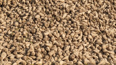 Yakından çekilen şeker pancarı yığının üzerine döküldü. Tarım konsepti. Metin için boşluk.