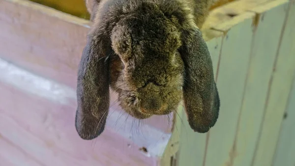 Kopf Des Dunklen Pelzigen Hasen Tier Und Wildtierkonzept Raum Für — Stockfoto