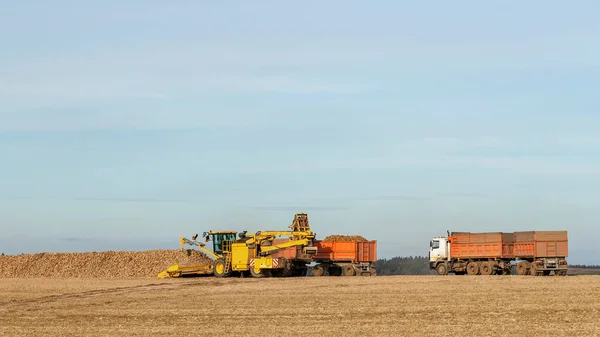 Połączyć Kombajn Zrzucania Buraków Cukrowych Ciężarówce Koncepcja Rolnictwa Miejsce Tekst — Zdjęcie stockowe