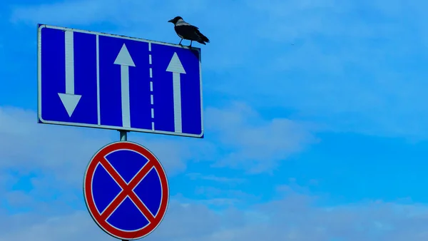 Ворона Сидить Дорожніх Знаках Дорожнього Руху Лейн Паркується Класичному Синьому — стокове фото