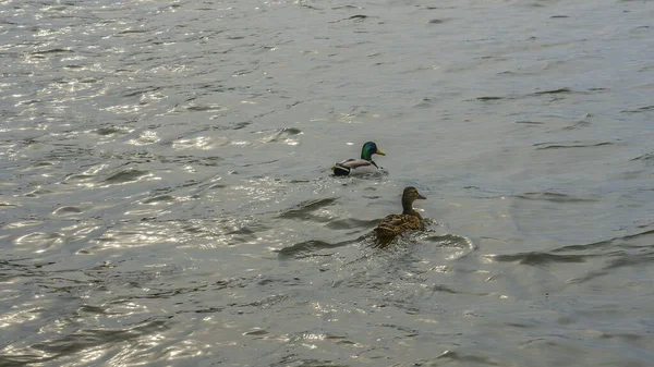 Due Anatre Che Nuotano Sul Lago Riflessione Del Sole Nell — Foto Stock
