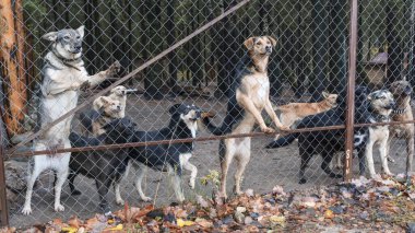 Birçok sokak köpeği ağ örgüsünün arkasına sığındı. Evsiz hayvanlar. Hayvan kavramları.