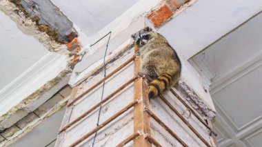 Çekici bir rakun tavana tırmandı. Vahşi yaşam bakım kavramları. Hayvan teması.