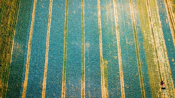 Vista Aérea Colheita Campos Repolho Agrícola Multicoloridos Drone Espaço Para — Fotografia de Stock