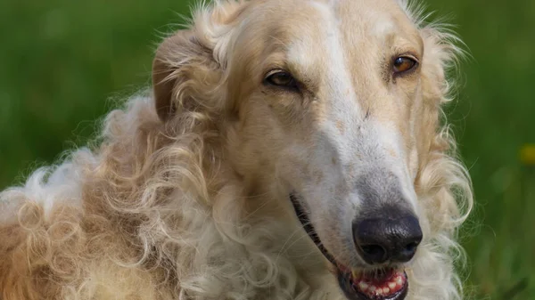 Portret Van Russische Borzoi Hond Een Groene Gele Veld Achtergrond — Stockfoto