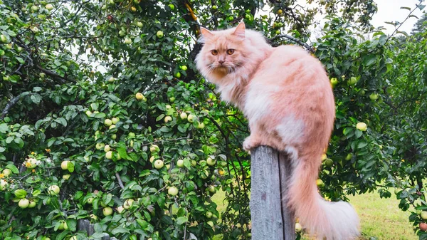 大きな生姜の国内猫の柵の上を歩く 動物概念 — ストック写真