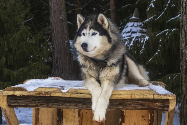 Cara Engraçada Malamute Alasca Fundo Inverno Bonito Cão Conceito Animal — Fotografia de Stock